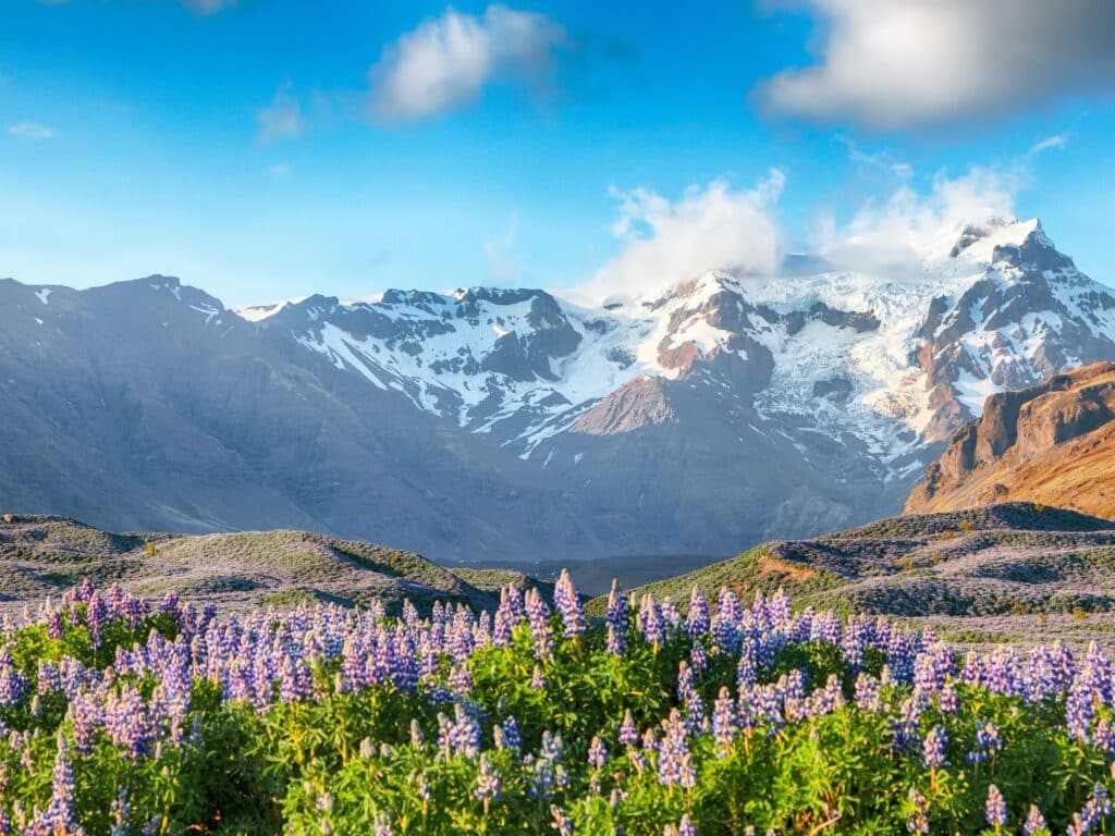 View of snowy mountains with purople flowers in foreground, Iceland