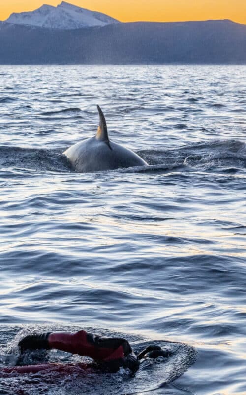 Swimming with Orca, Alta, Norway, Photographed by Sebastian Hubertus