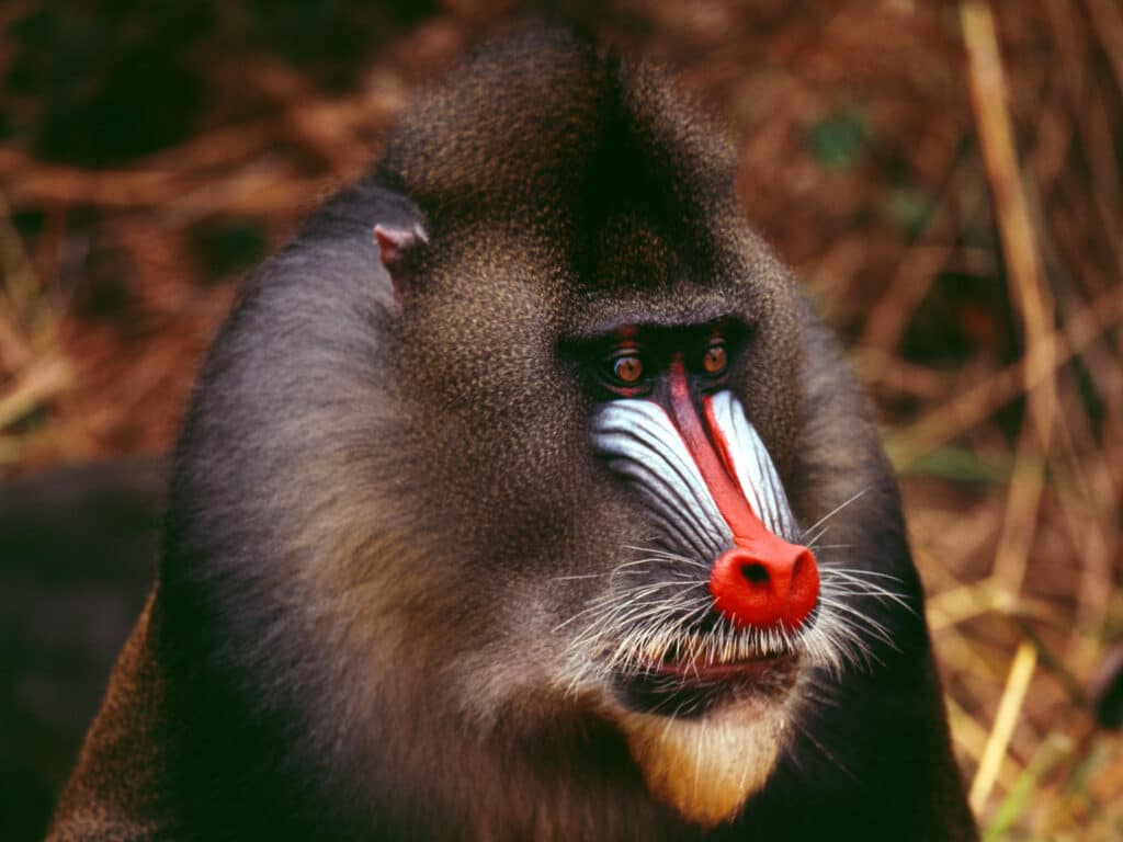 Mandrill, Gabon
