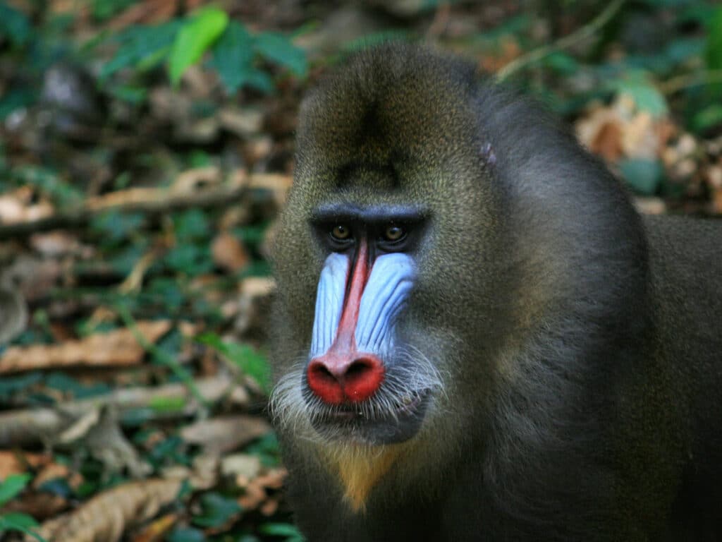 Spectacular male mandrill, Lekedi, Gabon