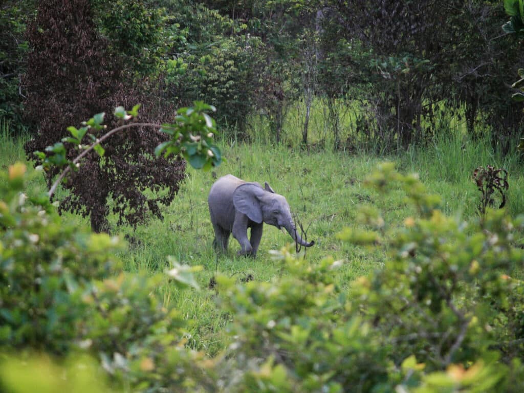 Young forest elephant through trees, Gabon