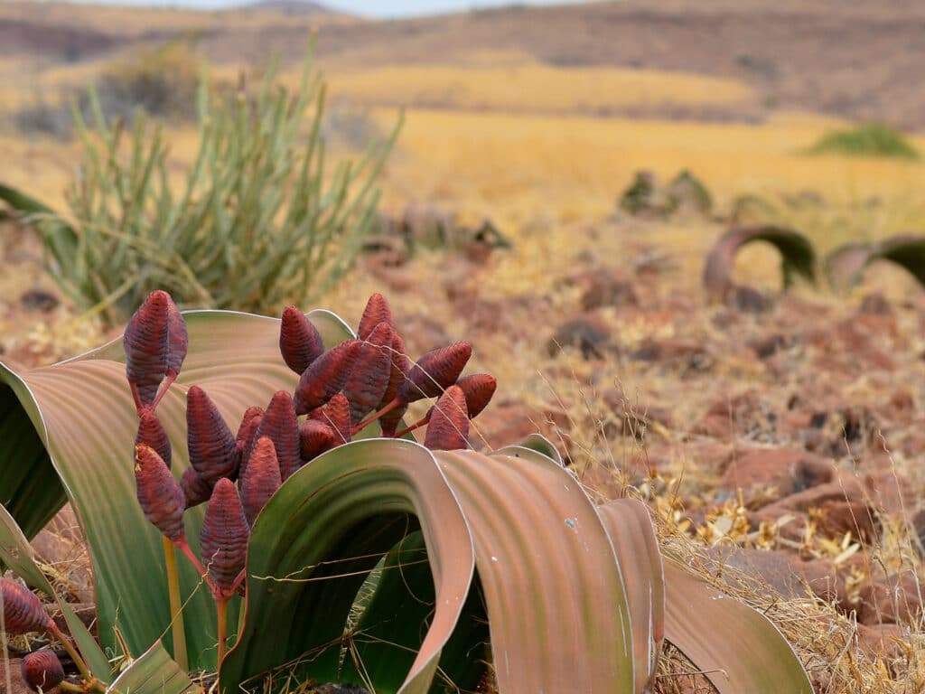 Welwitschia Mirabilis, Namibia