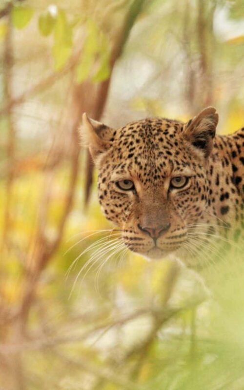 Young leopard looking at camera, South Luangwa, Zambia