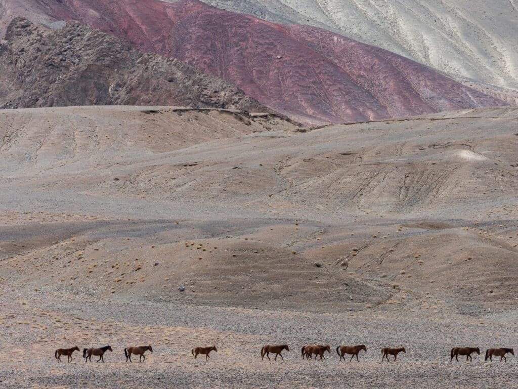 Horses walking at base of Wakhan Corridor, Tajikistan