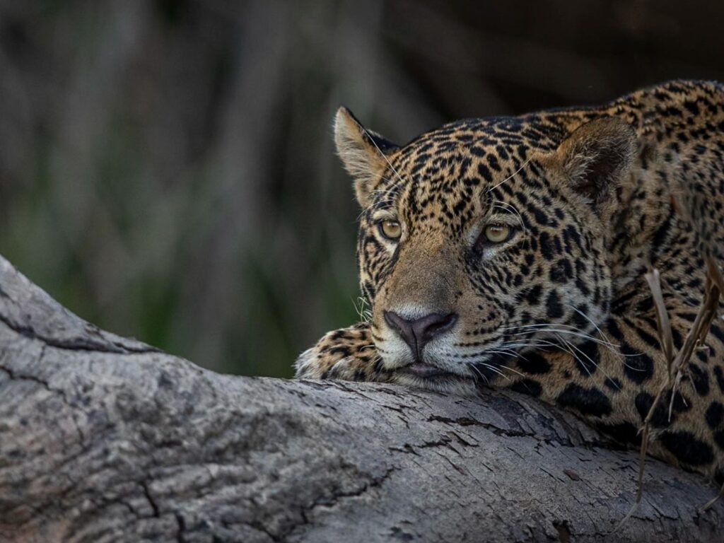 Jaguar resting in a tree, Pantanal, Brazil, By Paul Goldstein