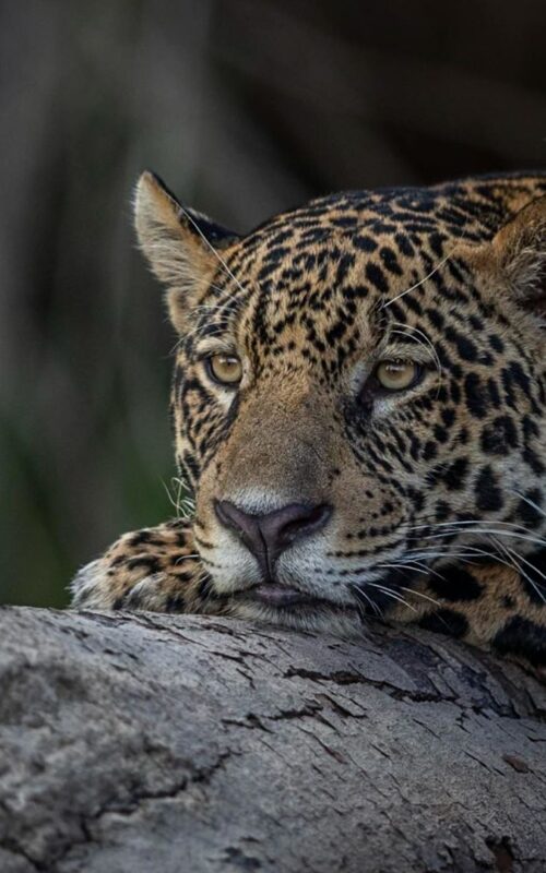Jaguar resting in a tree, Pantanal, Brazil, By Paul Goldstein