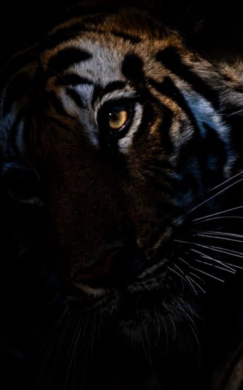 Tiger, India, by Paul Goldstein