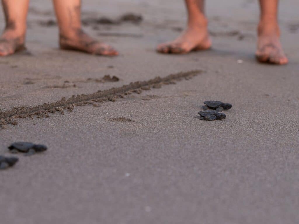 Sandy feet watching turtle hatchlings head to the ocean, Nicaragua
