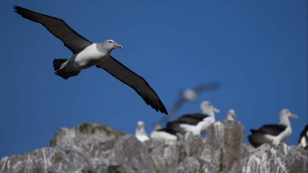 Albatross flying over Antipodes Island