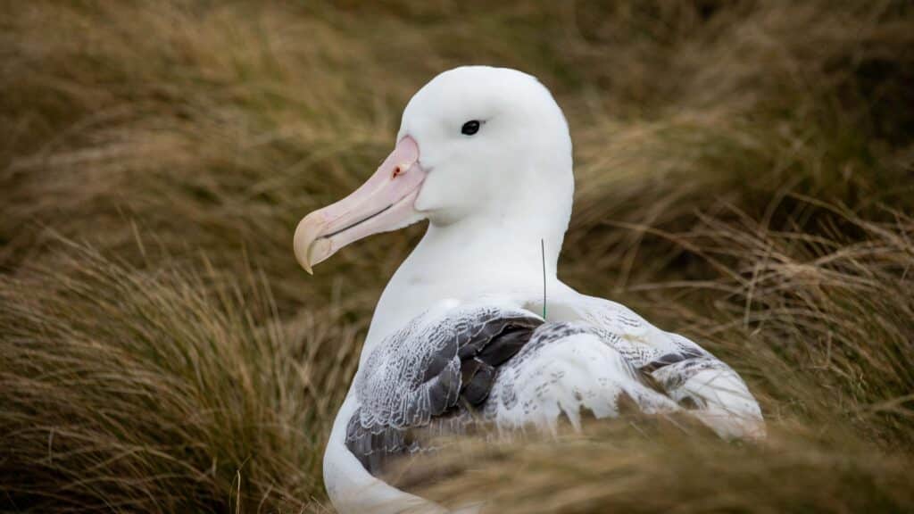 Albatross on Campbell Island
