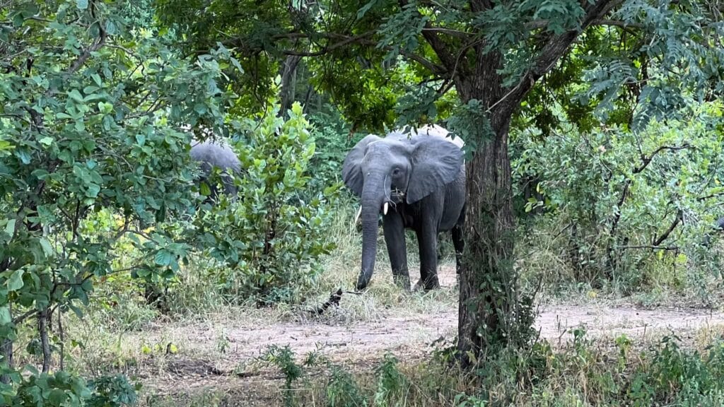 Elephant in Liwonde National Park