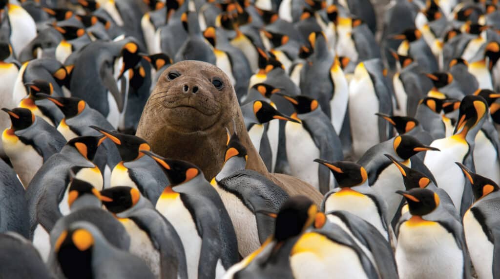 Elephant seal and king penguins on Macquarie Island