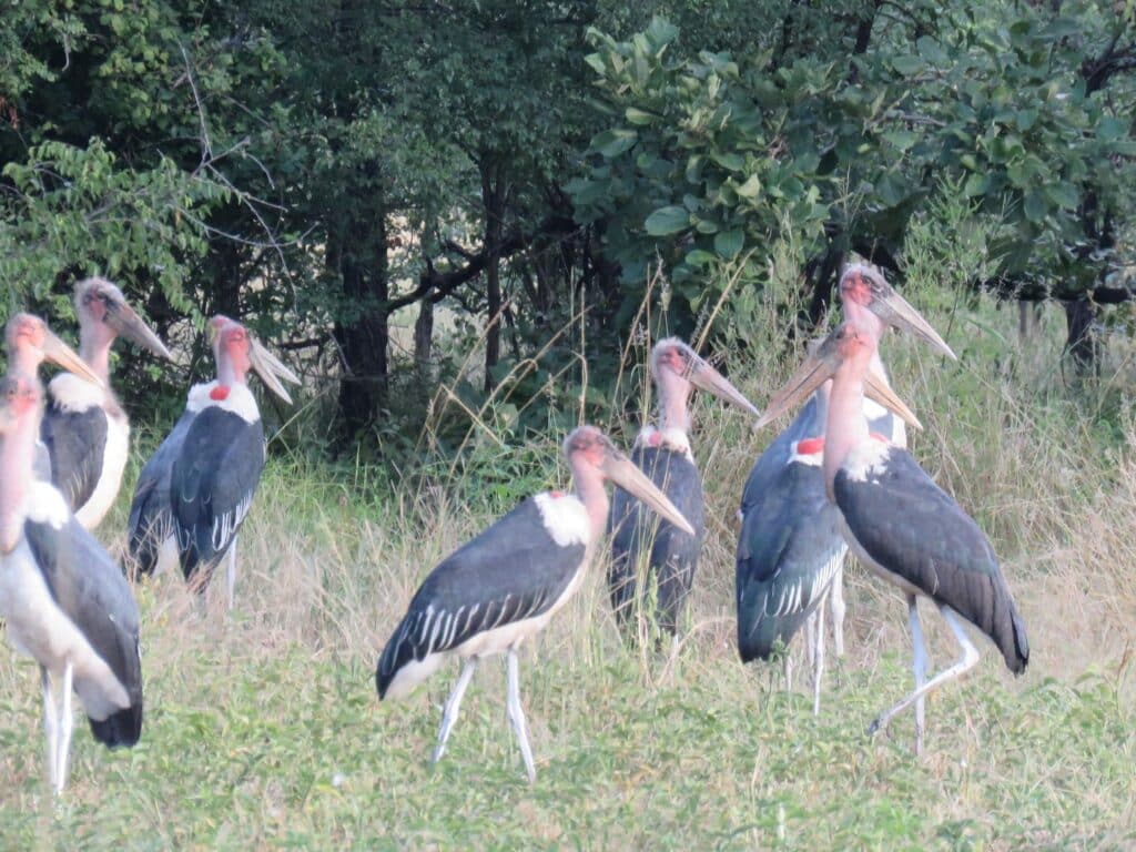 Marabou storks in Liwonde National Park