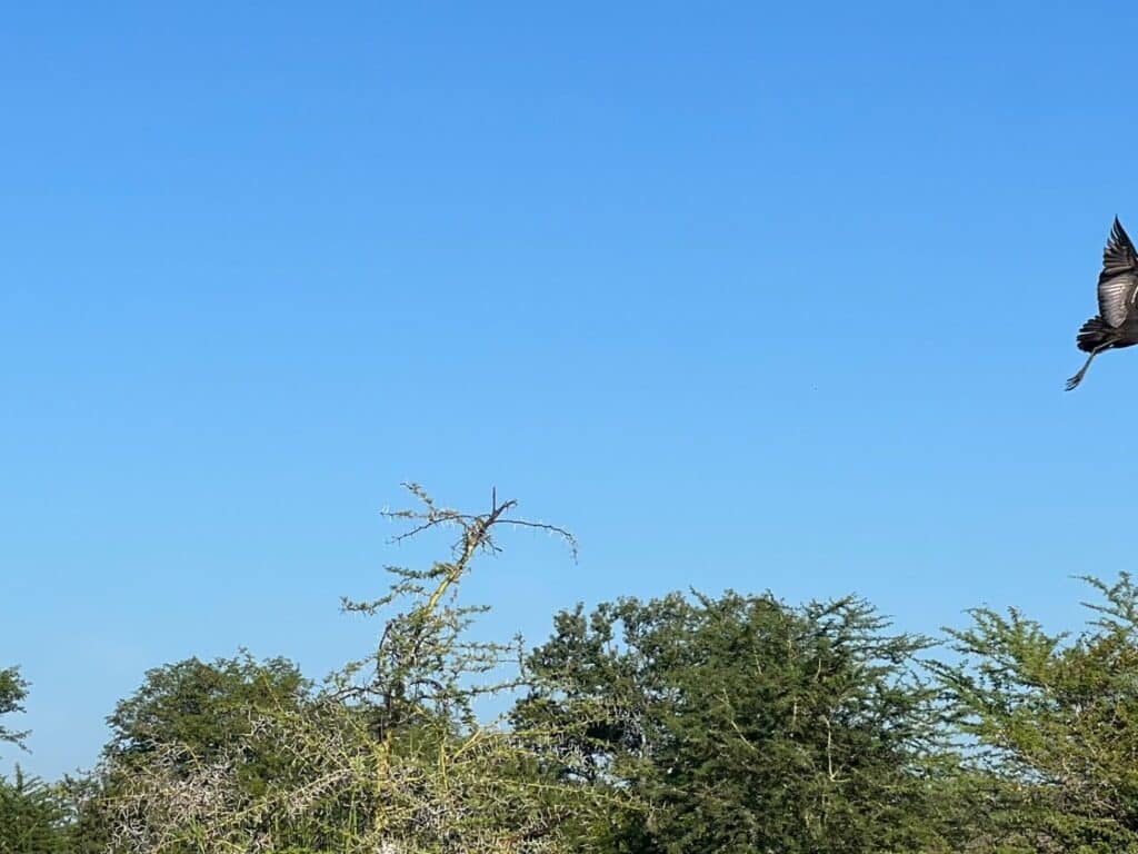 Stork in Liwonde National Park