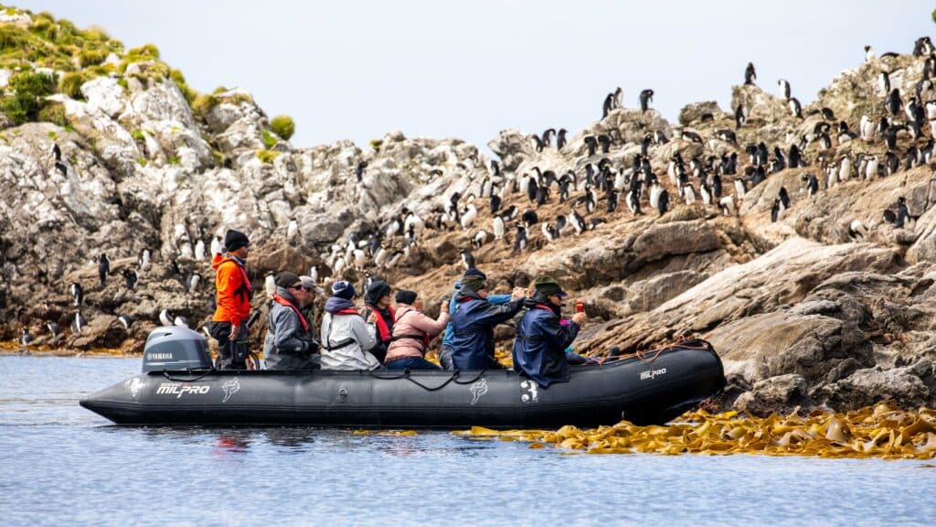 Viewing penguins on the Snares