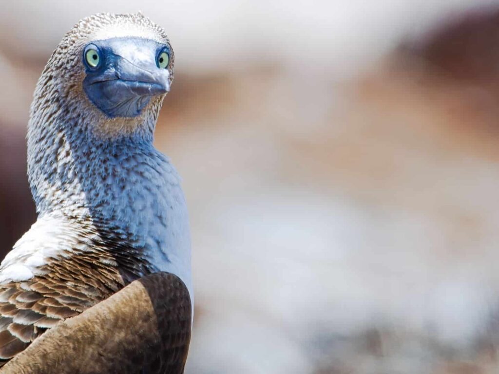Blue-footed booby, Galapagos Islands