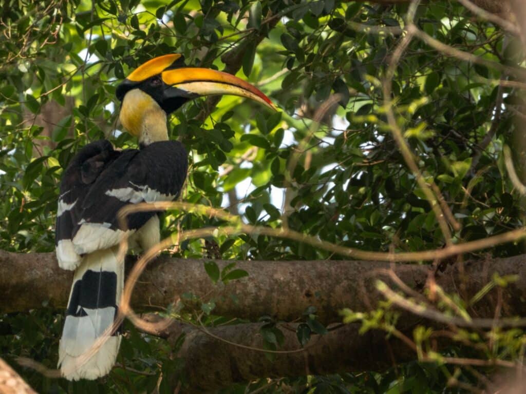 Burhan Wilderness Camp, Great hornbill, ardia National Park, Nepal