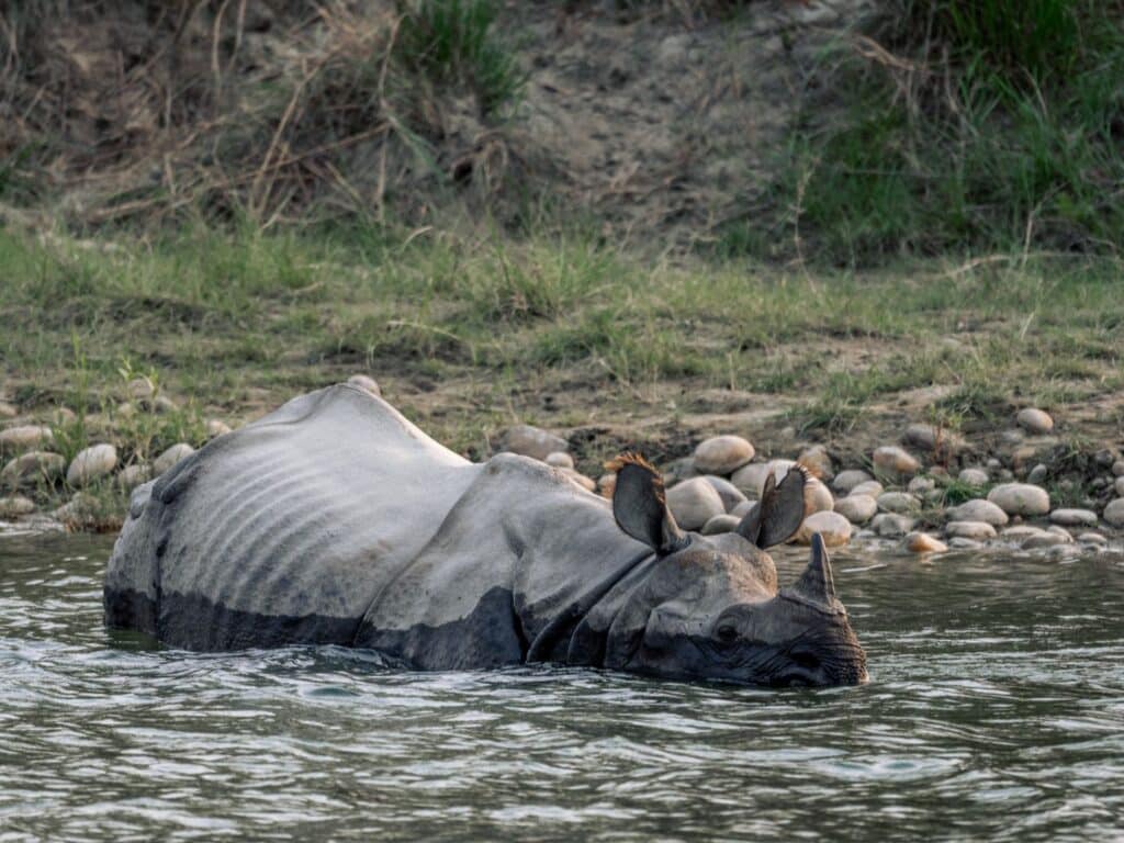 Burhan Wilderness Camp, Greater one horned rhino, Bardia National Park, Nepal