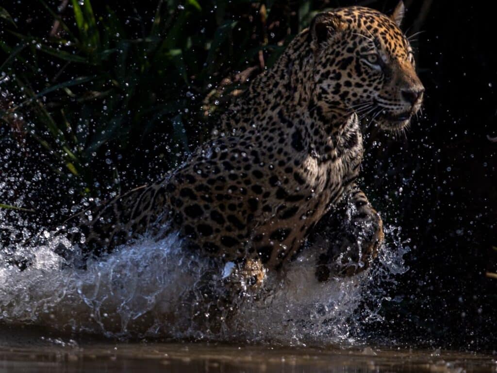 Jaguar, Paul Goldstein, Pantanal, Brazil