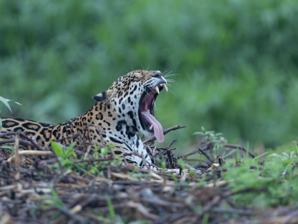 Jaguar, Paul Goldstein, Pantanal, Brazil