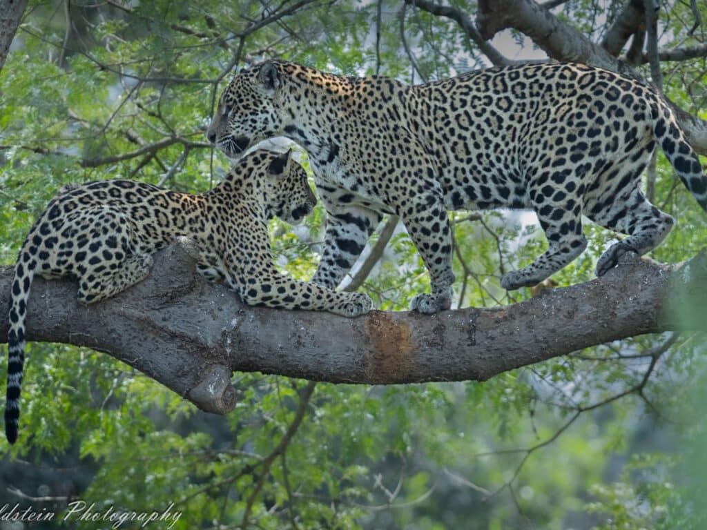 Jaguar, Paul Goldstein, Pantanal, Brazil
