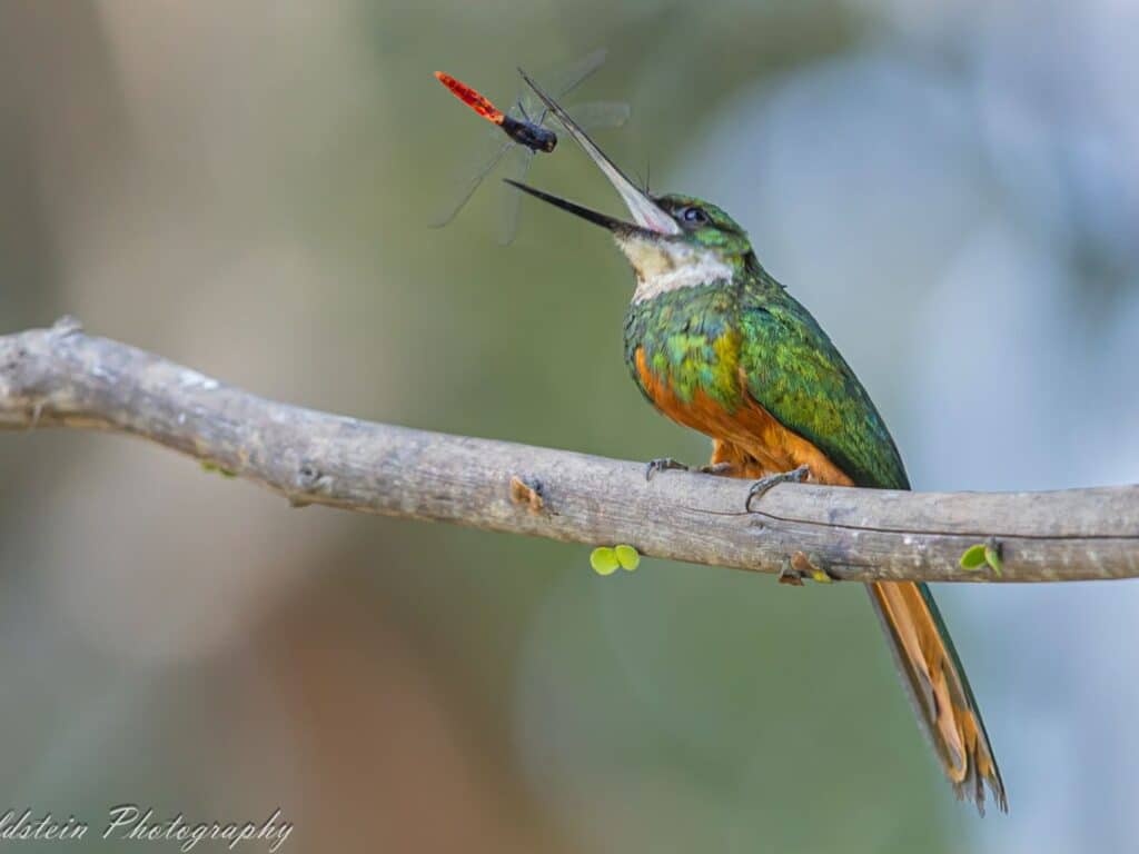 Rufous tailed jacamar, Paul Goldstein, Pantanal, Brazil