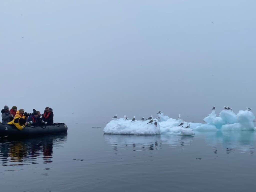 Zodiac and birds in Svalbard