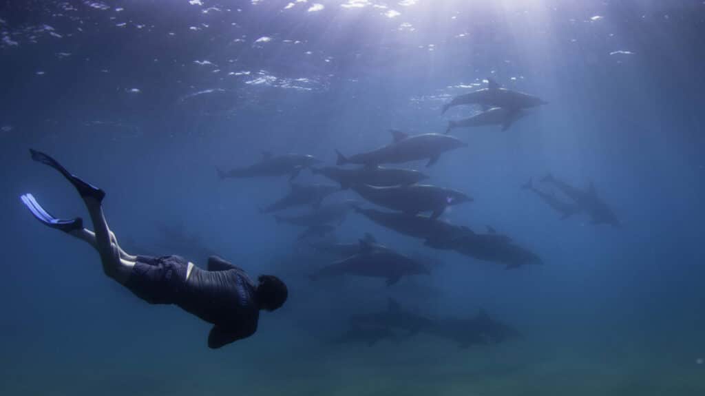 Freediver in front of packed pod of dolphins, Ponta Malongane, Mozambique