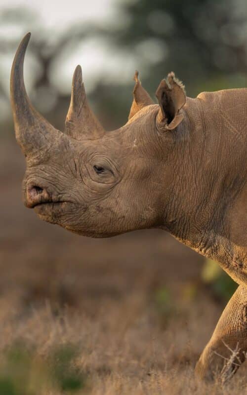 Black Rhino